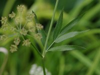 Water Parsnip - Saratoga County, NY - 08/09/20