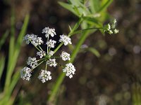 Water Parsnip - Albany County, NY - 08/09/20