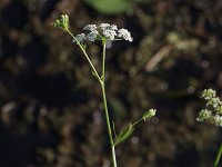 Water Parsnip - Albany County, NY - 08/09/20