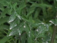 Wild Parsnip - non-native - Saratoga County, NY - 07/04/21