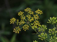 Wild Parsnip - non-native - Saratoga County, NY - 07/04/21