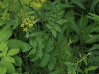 Wild Parsnip - non-native - Saratoga County, NY - 07/04/21