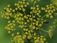 Wild Parsnip - non-native - Saratoga County, NY - 07/04/21