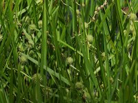 American Bur-Reed - Saratoga County, NY - 07/03/21