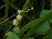 American Bur-Reed - Saratoga County, NY - 07/03/21
