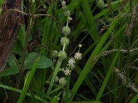 American Bur-Reed - Saratoga County, NY - 07/03/21