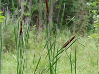 Narrowleaf Cattail - Saratoga County, NY - 08/16/20