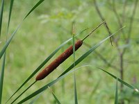 Narrowleaf Cattail - Saratoga County, NY - 08/16/20