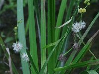 Simple-Stemmed Bur-Reed - Saratoga County, NY - 06/24/21