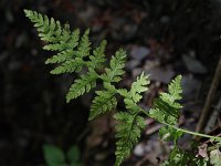 Fragile Fern  - Saratoga  County, NY - 09/12/20