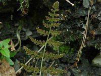 Fragile Fern  - Saratoga  County, NY - 09/12/20