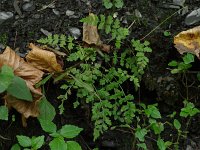 Fragile Fern  - Saratoga  County, NY - 09/12/20