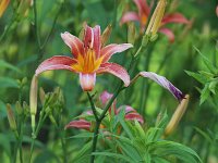 Orange Day Lily - non-native - Saratoga County, NY - 06/24/21