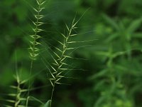Eastern Bottle-Brush Grass - Saratoga County, NY - 07/03/21