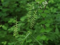 Eastern Bottle-Brush Grass - Saratoga County, NY - 07/03/21
