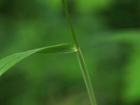 Eastern Bottle-Brush Grass - Saratoga County, NY - 07/03/21