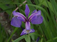 Blue Flag - Saratoga County, NY - 05/31/21