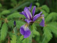 Blue Flag - Saratoga County, NY - 05/31/21