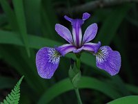 Blue Flag - Saratoga County, NY - 06/07/21