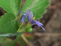 Needle-Tipped Blue-Eyed-Grass - Saratoga County, NY - 05/23/21