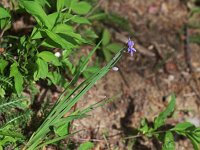 Needle-Tipped Blue-Eyed-Grass - Saratoga County, NY - 05/23/21