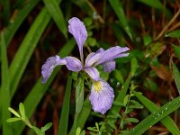 Slender Blue Flag - Ace Basin Nat. Wildlife Ref., SC - 05/05/05