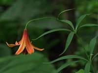 Canada Lily - Saratoga County, NY - 07/03/21