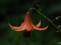 Canada Lily - Saratoga County, NY - 07/03/21