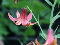 Canada Lily - Saratoga County, NY - 07/19/18