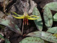 Trout Lily - Saratoga County, NY - 04/18/21