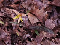 Trout Lily - Saratoga County, NY - 04/27/21