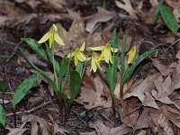 Trout Lily - Saratoga County, NY - 04/14/21