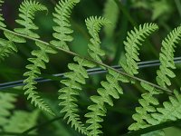 Marsh Fern - Saratoga County, NY - 07/18/20