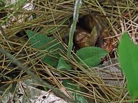Dwarf Rattlesnake Plantain - Saratoga County, NY - 07/18/20