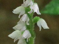 Dwarf Rattlesnake Plantain - Saratoga County, NY - 07/18/20