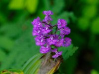 Greater Purple Fringed Orchid - Hamilton County, NY - 07/10/09