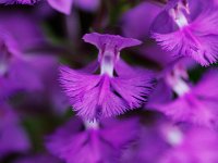 Greater Purple Fringed Orchid - Hamilton County, NY - 07/10/09