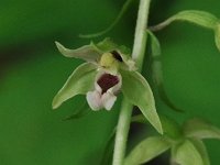 Helleborine - non-native - Saratoga County, NY - 07/16/21