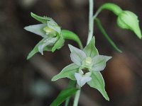 Helleborine - non-native - Saratoga County, NY - 07/20/21