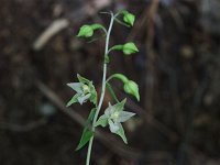 Helleborine - non-native - Saratoga County, NY - 07/20/21