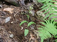 Helleborine - non-native - Saratoga County, NY - 07/20/21