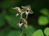 Helleborine