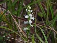 Nodding Lady's Tresses - Hamilton County, NY - 08/27/05