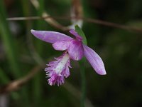 Rose Pogonia - Herkimer County, NY - 07/15/21