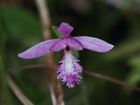 Rose Pogonia - Herkimer County, NY - 07/15/21