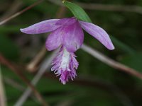 Rose Pogonia - Herkimer County, NY - 07/15/21