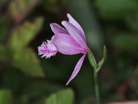 Rose Pogonia - Herkimer County, NY - 07/15/21