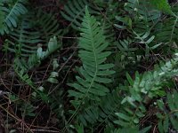 Common Polypody Fern - Rensselaer County, NY - 08/28/20