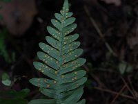 Common Polypody Fern - Rensselaer County, NY - 08/28/20