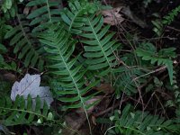 Common Polypody Fern - Rensselaer County, NY - 08/28/20